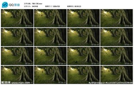 大树落叶影视微电影素材LED