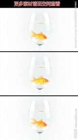 杯中鱼高清实拍视频素材