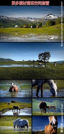 美丽野马与自然实拍视频素材