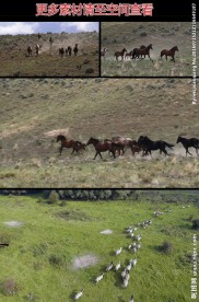 野马群奔跑实拍视频素材