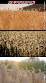 金黄麦穗成熟高清实拍视频素材