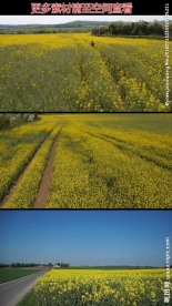 油菜田油菜花高清实拍视频素材