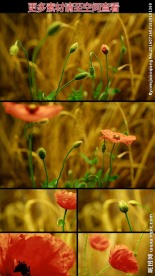 虞美人花开绽放高清实拍视频