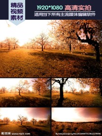 开满花的果园黄昏