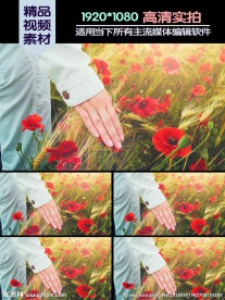 女孩手轻抚花丛高清实拍视频素材