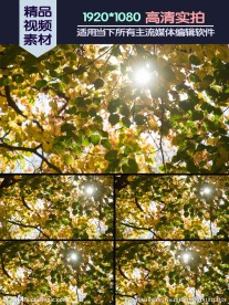 秋季温暖阳光穿过树叶