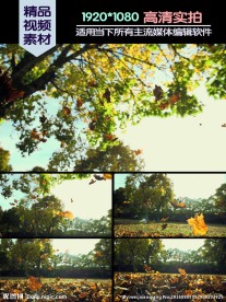 秋季阳光落叶视频素材