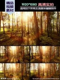 小树林温暖阳光