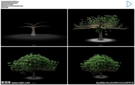 小树生长成大树带透明通道