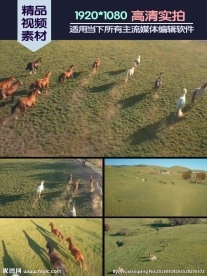 马场马跑骑马实拍素材