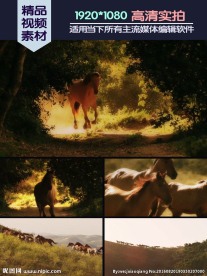 野马群奔实拍视频素材