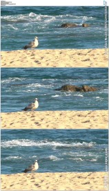 一只海鸥栖息在沙滩上