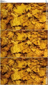 枫叶秋叶枯萎变干