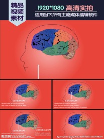 脑部基本功能介绍演示动画