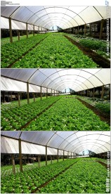 农业种植大棚蔬菜