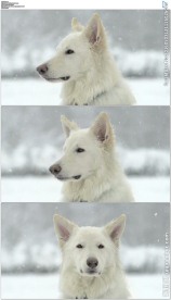 雪地中孤独的狗狗