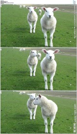 草地上的小绵羊