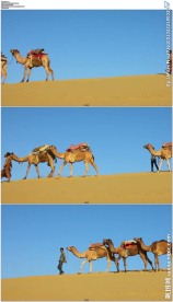 蓝天沙漠骆驼队
