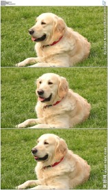 趴在草地上的金毛