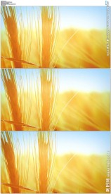 金黄色小麦麦穗