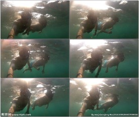 情侣海中游泳潜水