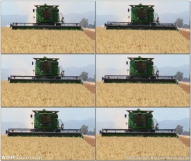 收割机麦田收割小麦