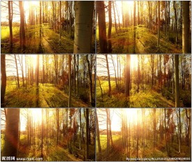 丛林穿梭柔美阳光