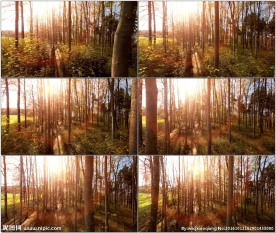 阳光小树林穿行