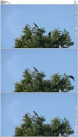 树上的两只小鸟