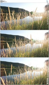 湖边野草日池塘