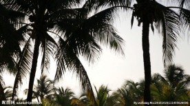 墨西哥海滩上的棕榈树