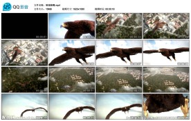 展翅雄鹰微电影动物世界视频素材