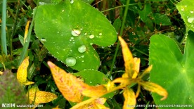 芋艿叶子上的水珠 视频