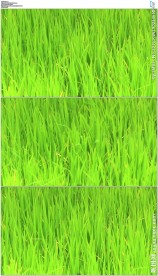 微风吹动绿色稻田