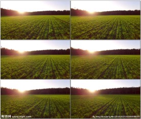 航拍清晨农田作物