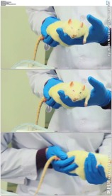 科学家拿着小白鼠