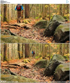 在森林中徒步旅行