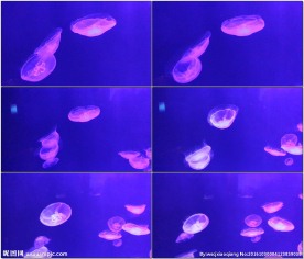 水族馆拍摄漂亮水母游动