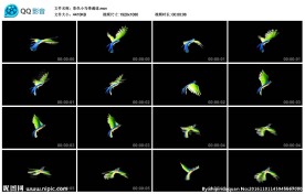 彩色小鸟带通道前景素材LED