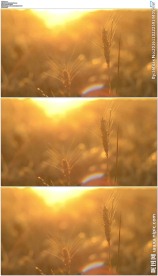 唯美夕阳下的麦穗