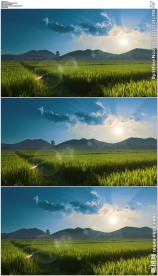 阳光下美丽的稻田