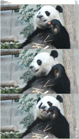 大熊猫吃胡萝卜