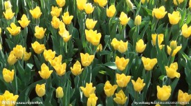黄色的郁金香