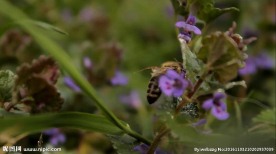 蜜蜂采蜜