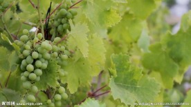 葡萄园内未成熟的果实