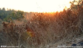夕阳下风吹草地