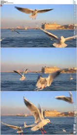 海鸥在镜头前展翅飞翔飞舞