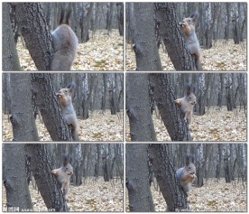 在树上吃食物的松鼠