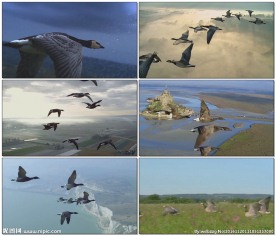大雁迁徙路途风雨无阻