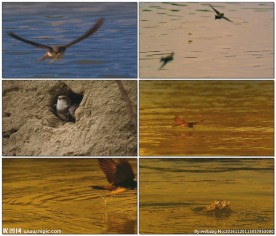 小鸟水面捕食昆虫